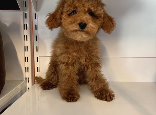 4 Aylik Oyuncak Surat Safkan Poodle Bebekleri̇mi̇z görsel