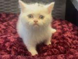 Karbeyaz British Shorthair Yavrularımız