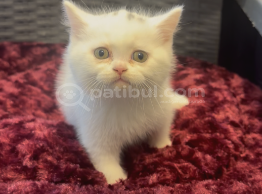 Karbeyaz British Shorthair Yavrularımız görsel