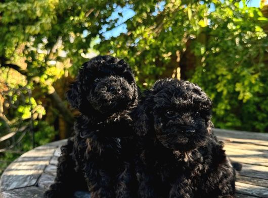 Toy Poodle Bebekler görsel