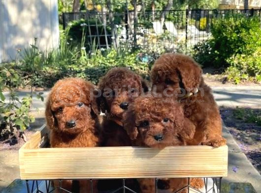 Veteri̇ner Kli̇ni̇ği̇nden Tesli̇m Toy Poodle Bebekler