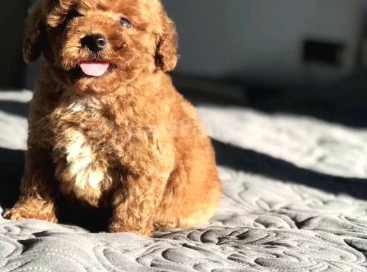 Toy Poodle Bebekler görsel
