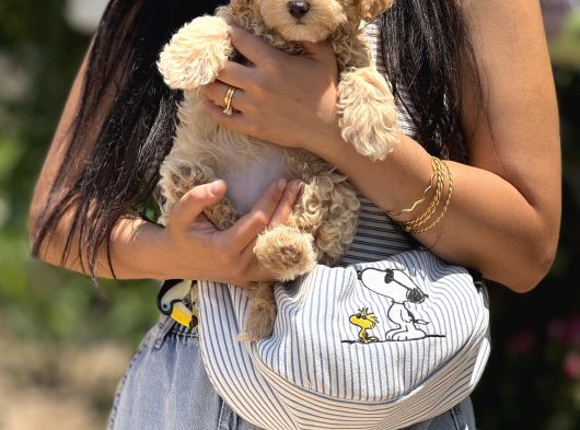 Maltipoo Bebekler görsel