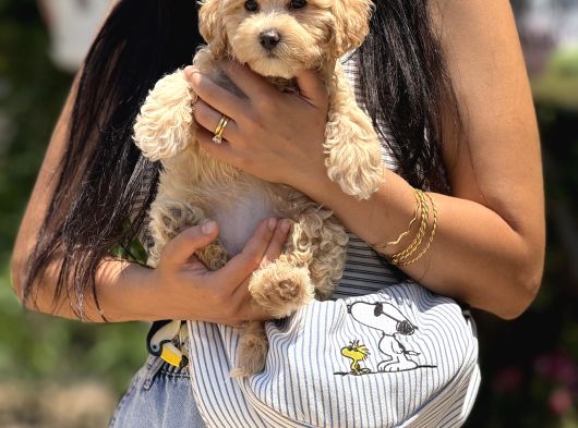 Maltipoo Bebekler görsel