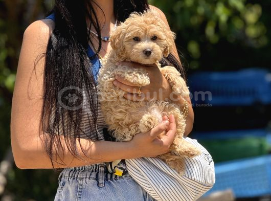 Maltipoo Bebekler görsel