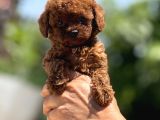 Microboy Korea Poodle Yavrular