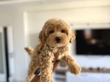 Oyuncak Boy Maltipoo Bebekler