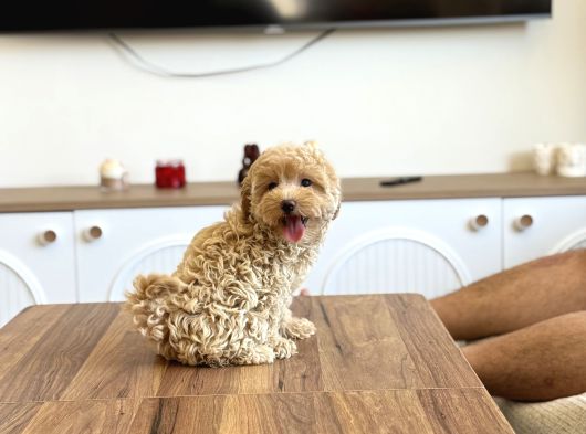 Oyuncak Boy Maltipoo Bebekler görsel