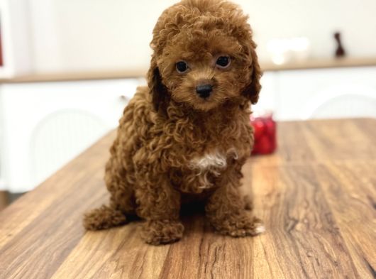 Masum Yüzlü Korea Poodle Bebekler görsel