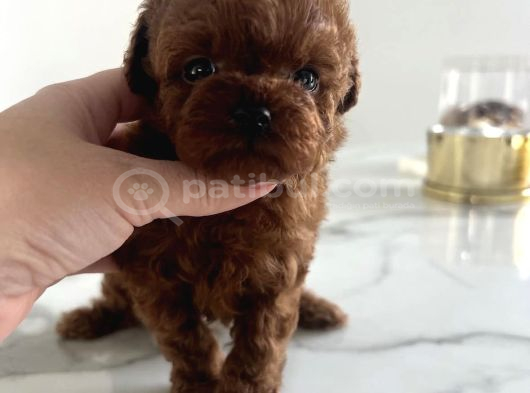 Korean Red Brown Toy Poodle Yavrularimiz görsel