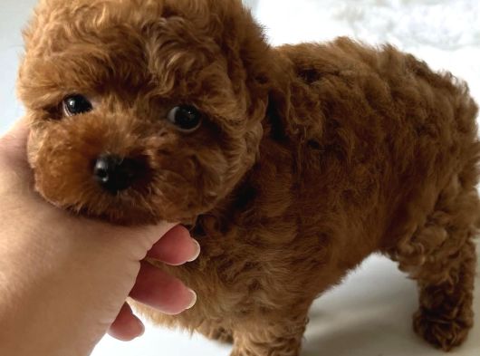 Çok Özel Red Brown Toy Poodle Yavrulari görsel