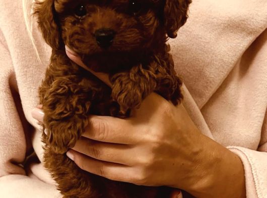 Korean Red Brown Toy Poodle Yavrularimiz