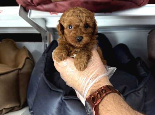 Toy Poodle Babyface Yavrularimiz görsel