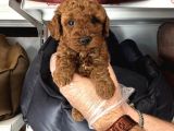 Toy Poodle Babyface Yavrularimiz