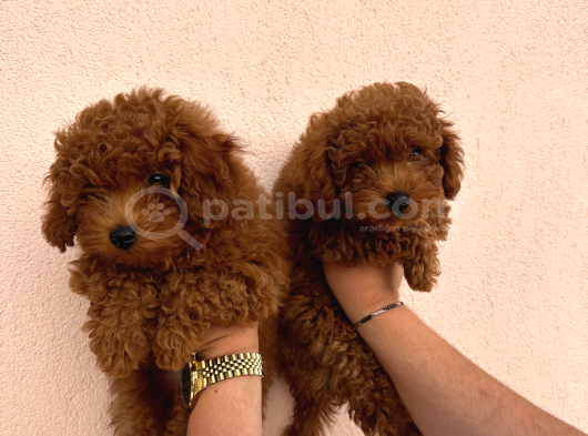 Sevimli Toy Poddle 0 Numara Yavrularr