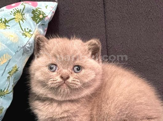 Top Kafa British Shorthair Yavrularımız