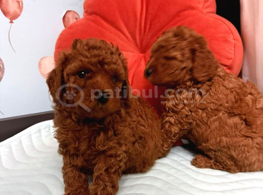 TOY POODLE YAVRULARI  ERKEK