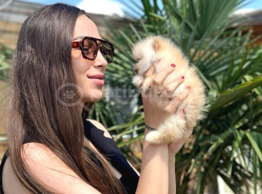 Sağlıklı Ve Safkan Pomeranian Yavrular görsel