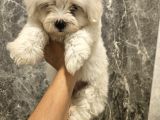 Teacup Maltese Bebekler Kara Burun Kara Göz