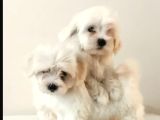 Teacup Maltese Bebekler Kara Burun Kara Göz