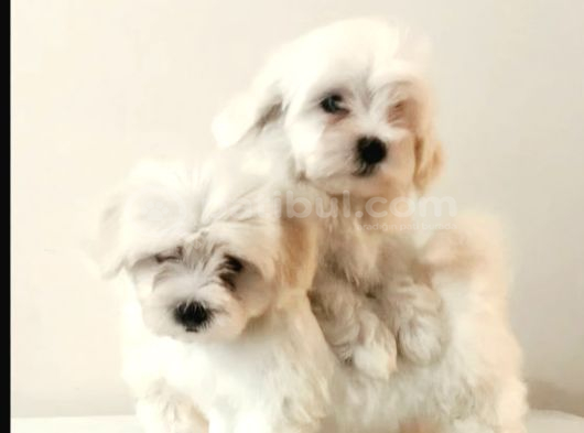 Teacup Maltese Bebekler Kara Burun Kara Göz görsel