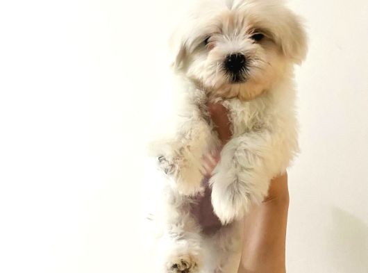 Teacup Maltese Bebekler Kara Burun Kara Göz görsel
