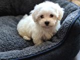 Teacup Maltese Bebekler Kara Burun Kara Göz