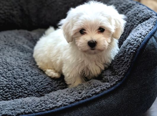 Teacup Maltese Bebekler Kara Burun Kara Göz