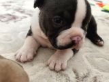 Gerçek American Bully Yavrularımız