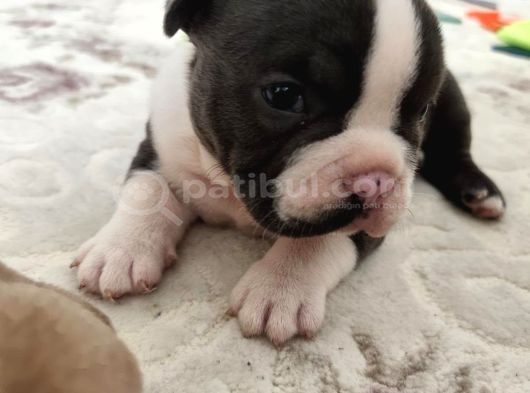 Gerçek American Bully Yavrularımız görsel