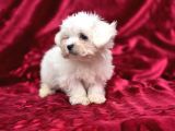 Irk Standartlarına Uygun Kaliteli Maltese Terrier