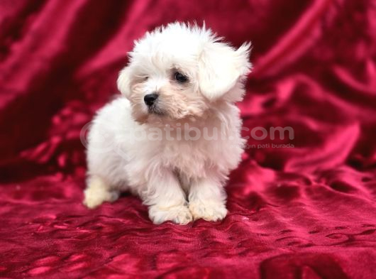 Irk Standartlarına Uygun Kaliteli Maltese Terrier görsel