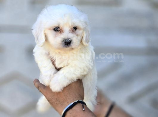 Mini Boy Maltese Terrier Bebekler görsel