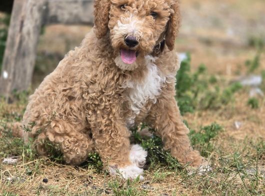 Safkan Standart Poodle Yavrular
