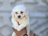 Mini Boy Maltese Terrier Bebekler