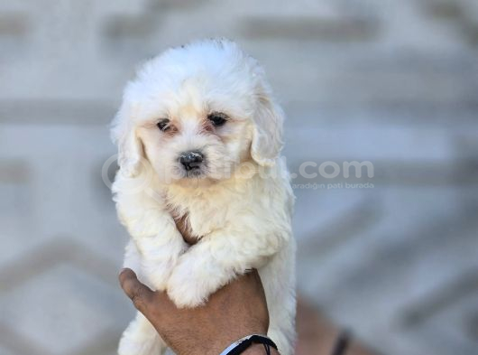 Mini Boy Maltese Terrier Bebekler
