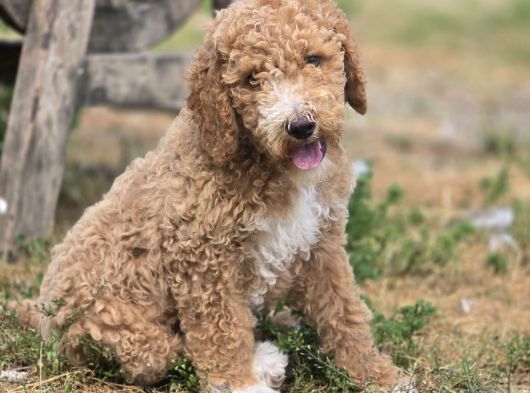Safkan Standart Poodle Yavrular görsel