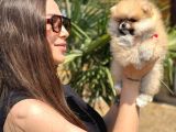 Teddy Bear Pomeranian