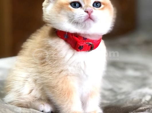 Bal Köpüğü A Kali̇te Bri̇thi̇ş Şhorthai̇r Golden Yavrular görsel