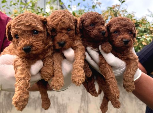 Kampanyalı Poodle Yavrular görsel