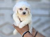 Mini Boy Maltese Terrier Bebekler