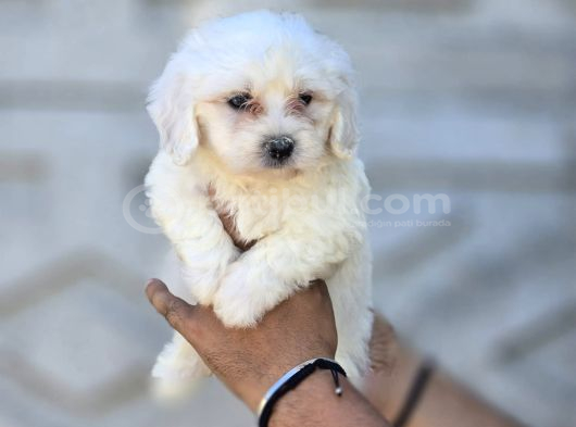 Mini Boy Maltese Terrier Bebekler görsel