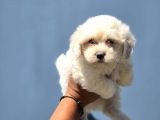 Mini Boy Maltese Terrier Bebekler