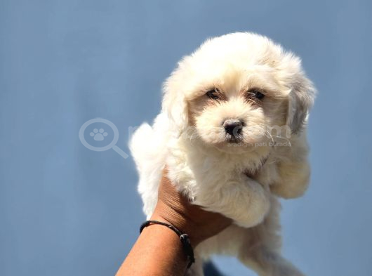 Mini Boy Maltese Terrier Bebekler görsel