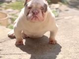 Gerçek American Bully Yavrularımız