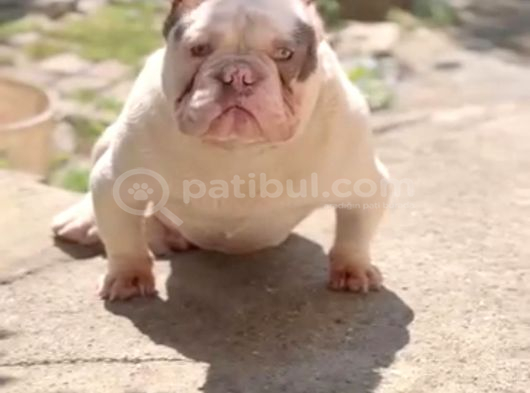 Gerçek American Bully Yavrularımız görsel