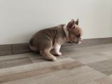 Gerçek American Bully Yavrularımız