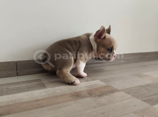 Gerçek American Bully Yavrularımız görsel