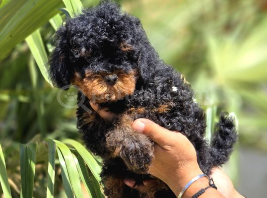 Toy Poodle Yavruları  Oyuncu Zeki Ve Aile Dostu görsel