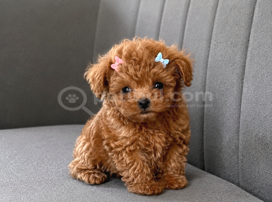 Tam Çantalık Teacup Poodle Yavrum